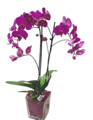 Pianta di Phaleonopsis, diversi colori a richiesta.