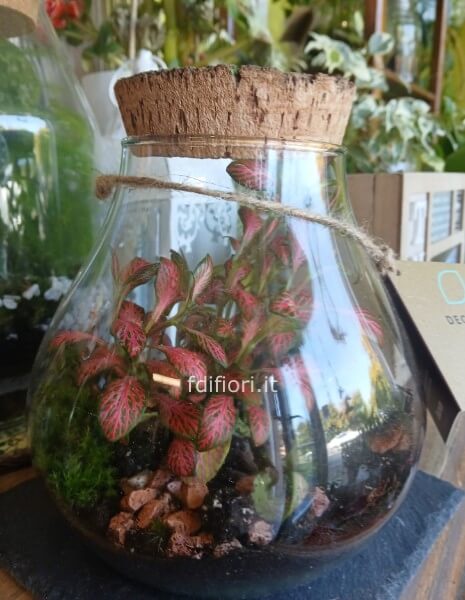 Terrarium taglia M - vaso a goccia